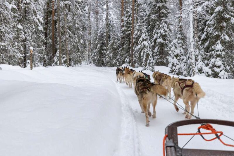 Traîneau à chiens en Laponie avec Nordic