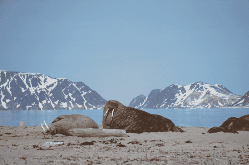 Walrussen aan land tijdens de reis van Collega Charlotte in Spitsbergen