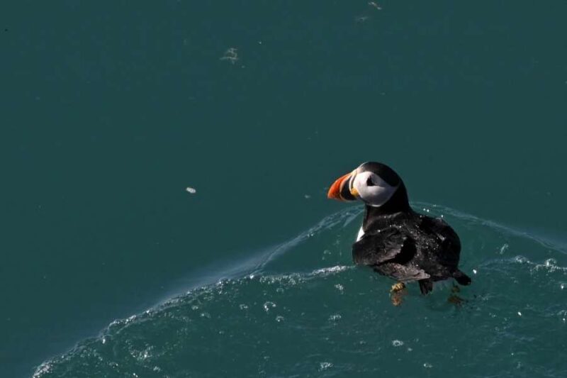 Papegaaiduiker in het water tijdens de reis van collega Charlotte naar Spitsbergen met Nordic.