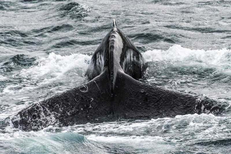 nordic-Hurtigruten-IJsland-Walvis-Iceland-115654-©-Hurtigruten-Karsten-Bidstrup58718-1-800x533