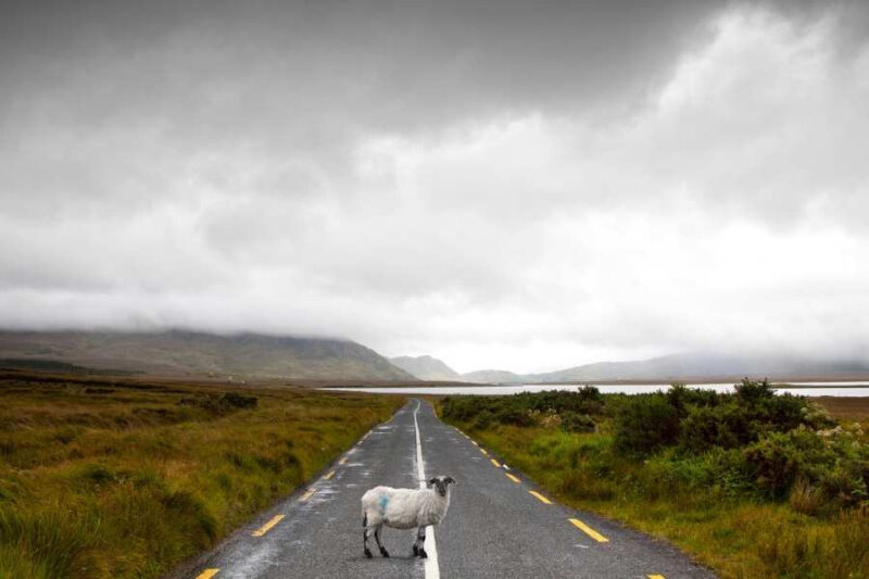 Connemara-Schaap-op-de-weg-in-Ierland