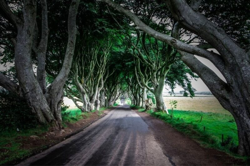 Dark Hedges Ierland