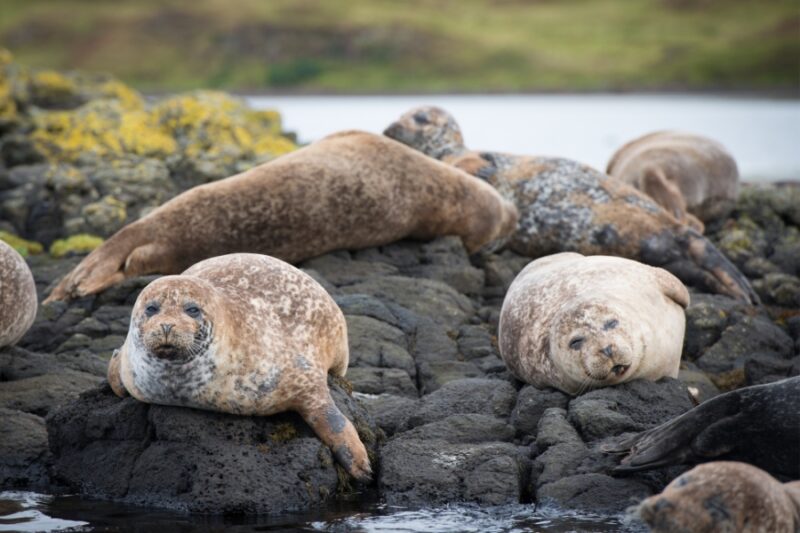 Wildlife op de Faeroer eilanden zeehonden