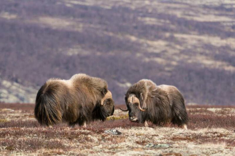 Vacances en famille avec enfants en Norvège musk ox