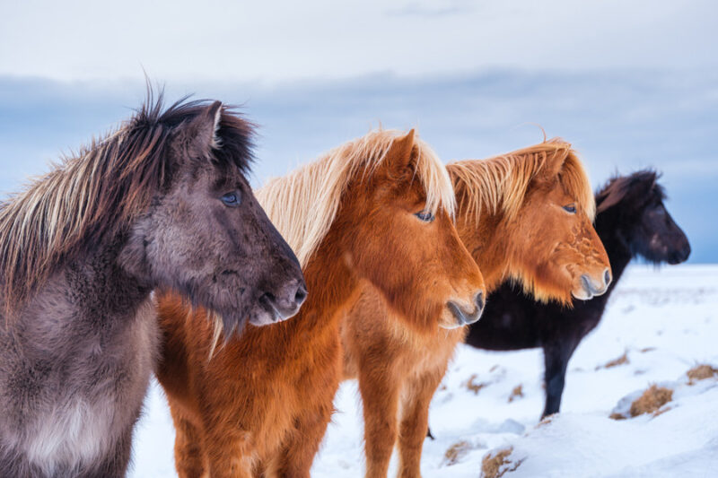 Paarden in IJsland in de winter met Nordic
