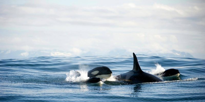 Orques-pendant-le-safari-aux-baleines-dans-les-vesteralen
