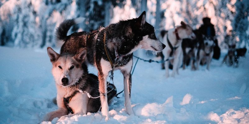 Toru en traineau à chiens au milieu de la Laponie sauvage